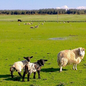 Schafe auf der Isle of Islay