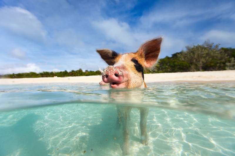 Bahamas, Schwimmende Schweine der Exumas