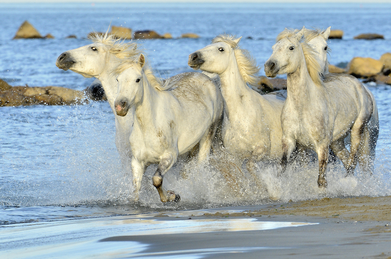 Pferde in der Camargue 