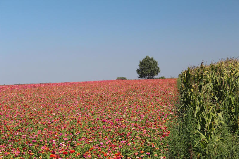 Field of flowers along the way of the Danube Cycle Path