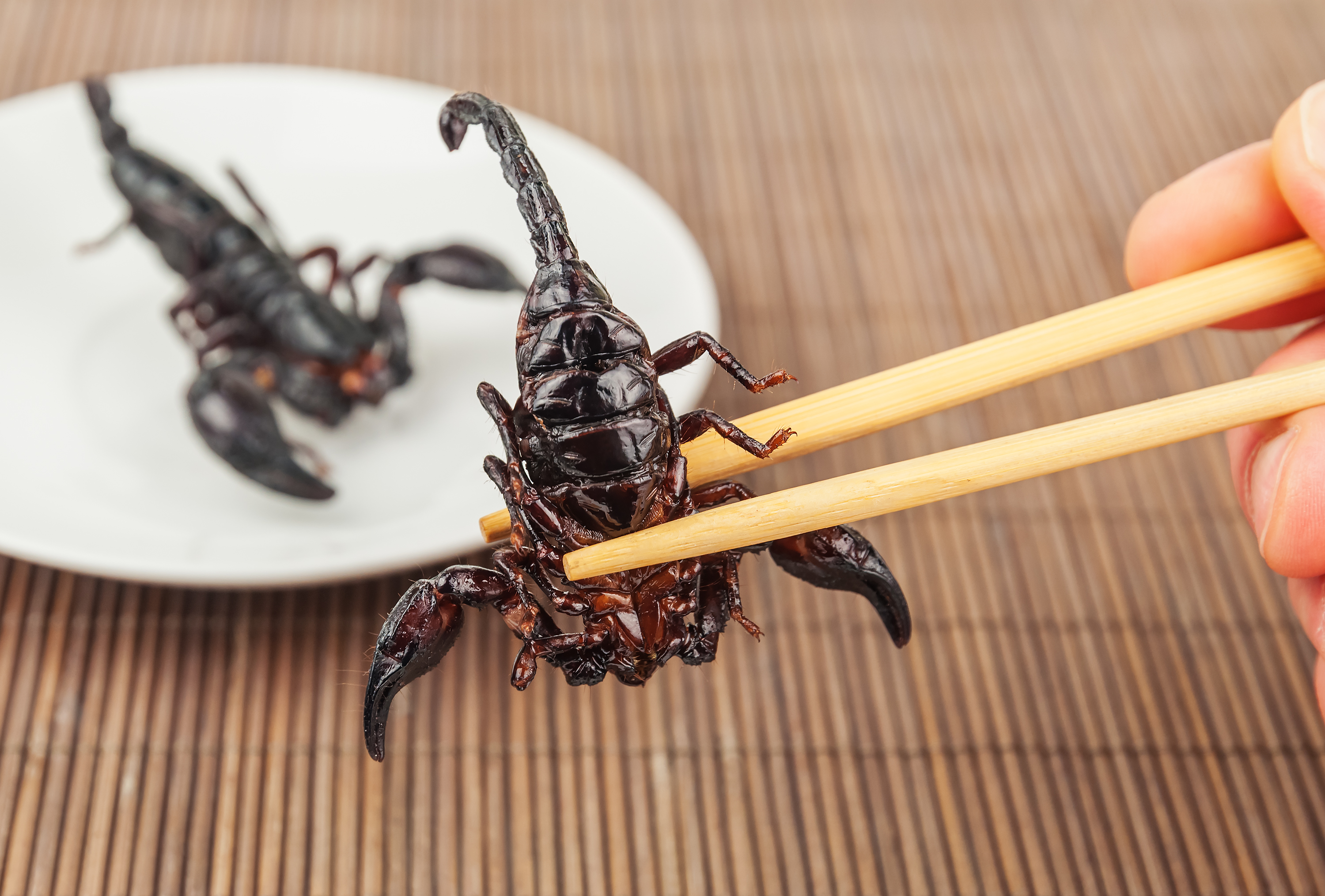 Exotisch Speisen Skorpion