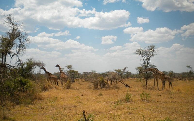 Giraffen in Tansania