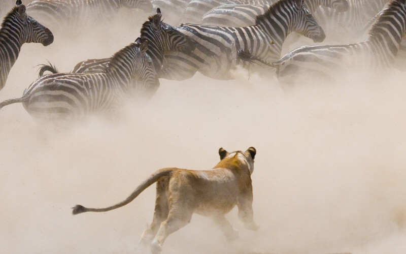 Löwe und Zebras in der Wildnis Masai Mara.