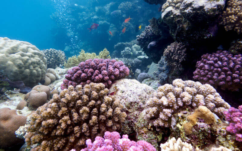 Farbenfrohe Korallenriffe mit Steinkorallen auf dem Grund des Roten Meeres © Depositphoto - Jolanta Wójcicka