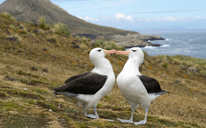 Klimakrise und die Scheidungsraten von Albatros