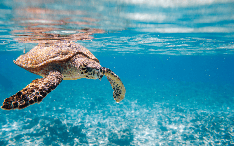 Mehr weibliche Schildkröten durch den Klimawandel