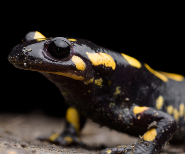 Feuersalamander