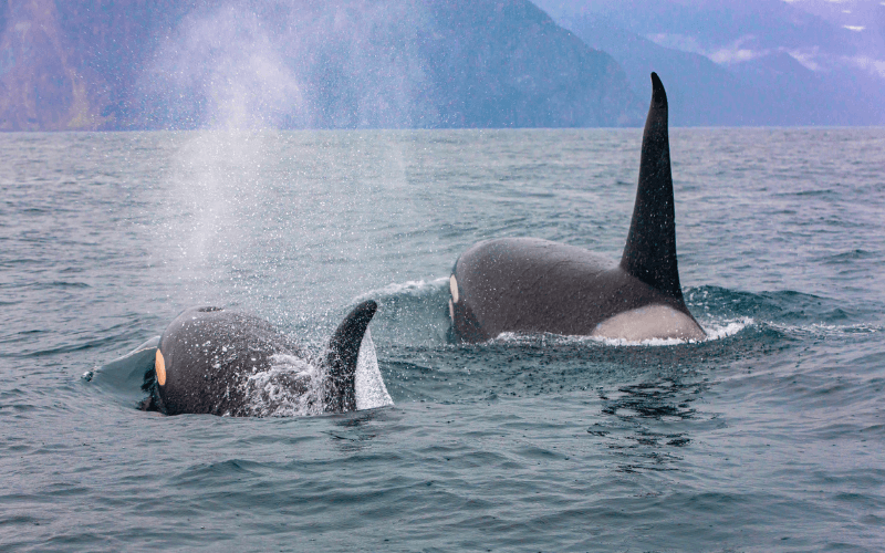 Orcas Finnland