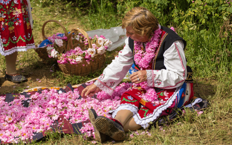 Rosen-Pflückerin beim Rosental-Festival in Kazanlak
